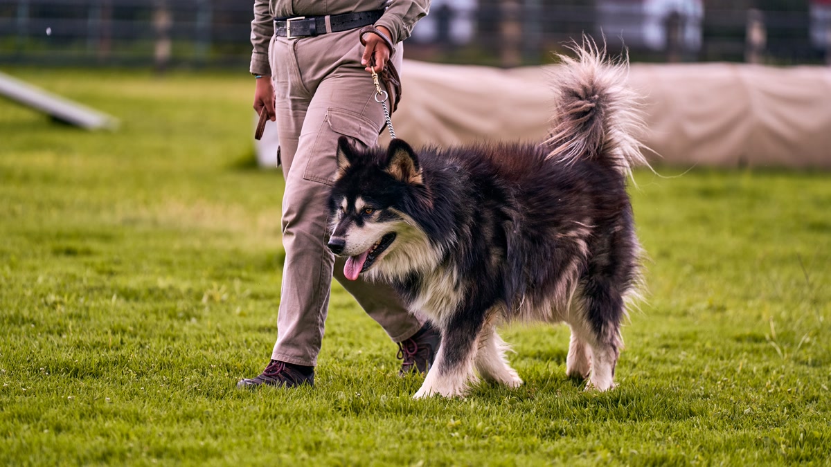 Person training a large dog to walk on a loose leash in a park setting