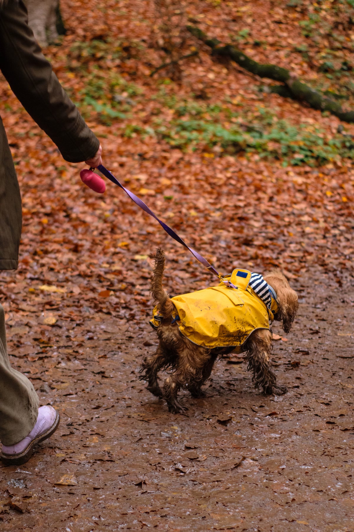 Large dog running in a raincoat on a wet trail with owner