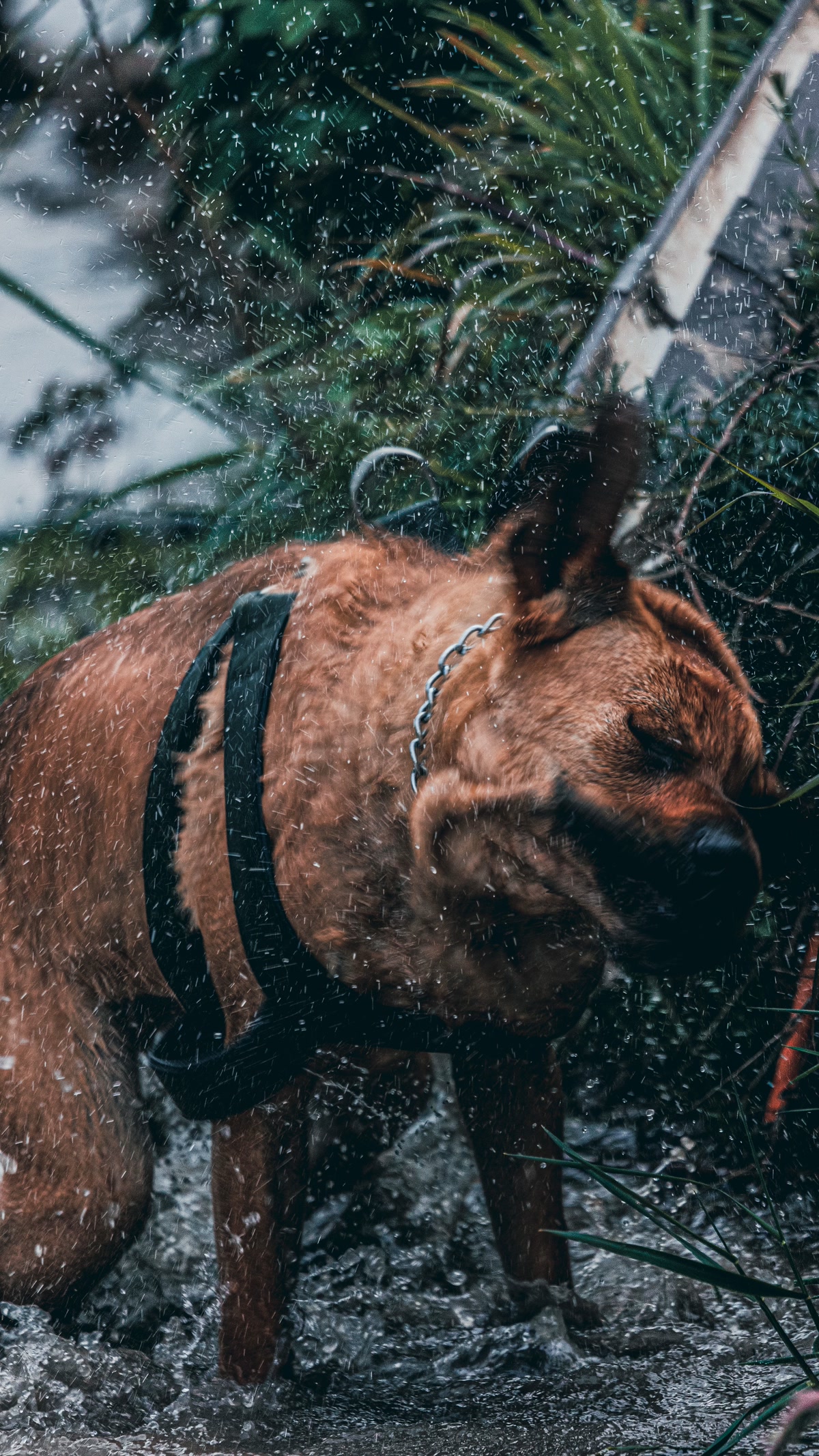 Happy large dog shaking off rain while wearing a colorful waterproof raincoat outdoors