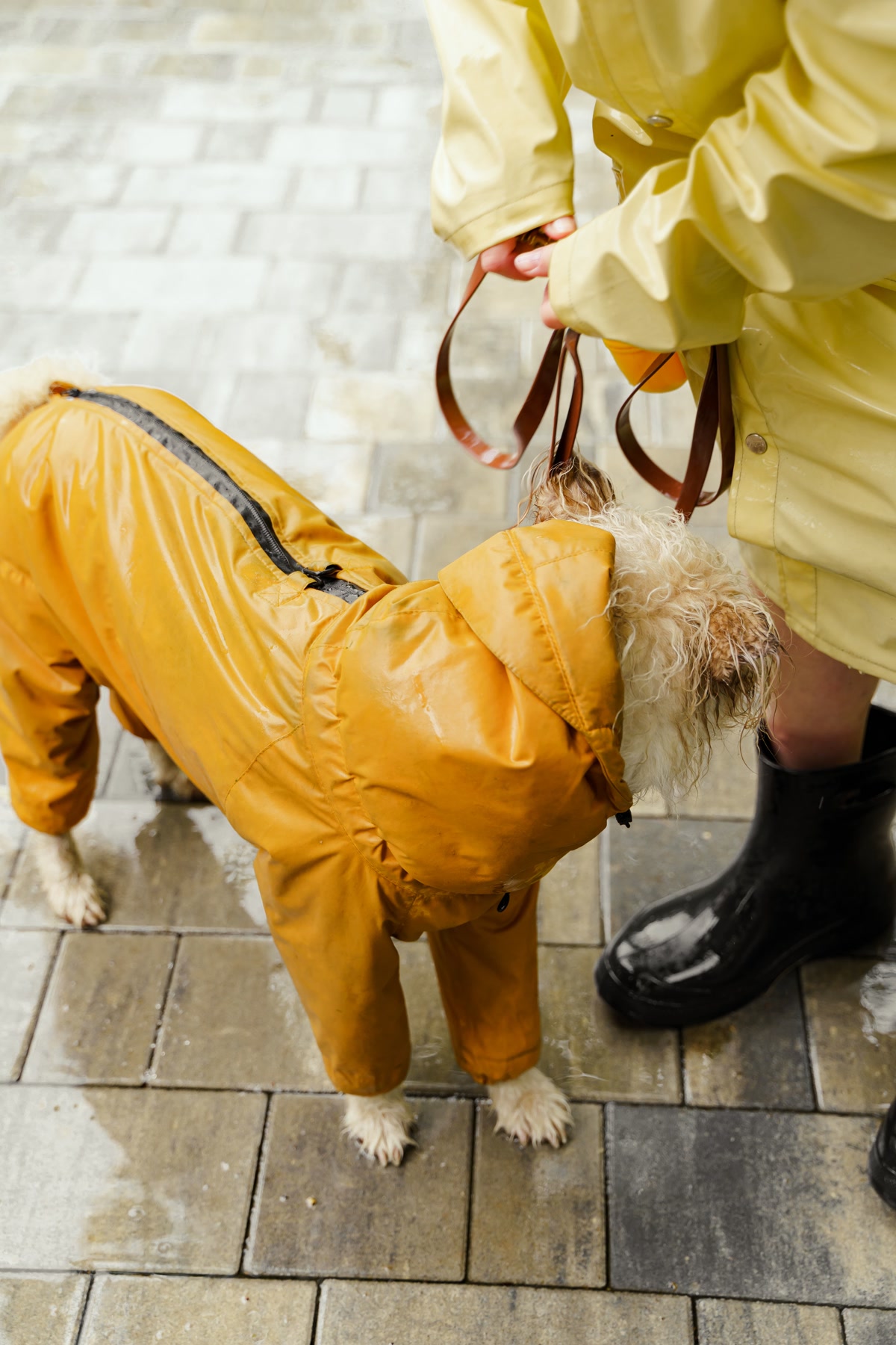 Large dog wearing a waterproof raincoat walking in the rain with owner