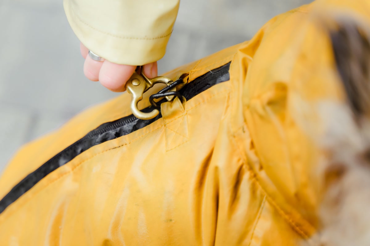 Dog wearing a poncho-style raincoat being quickly clipped on by owner