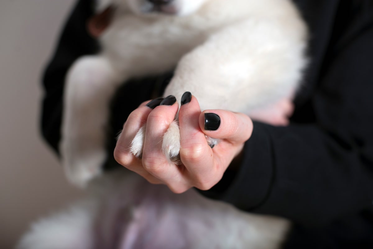 Cordless dog nail grinder being used on a dog's nail