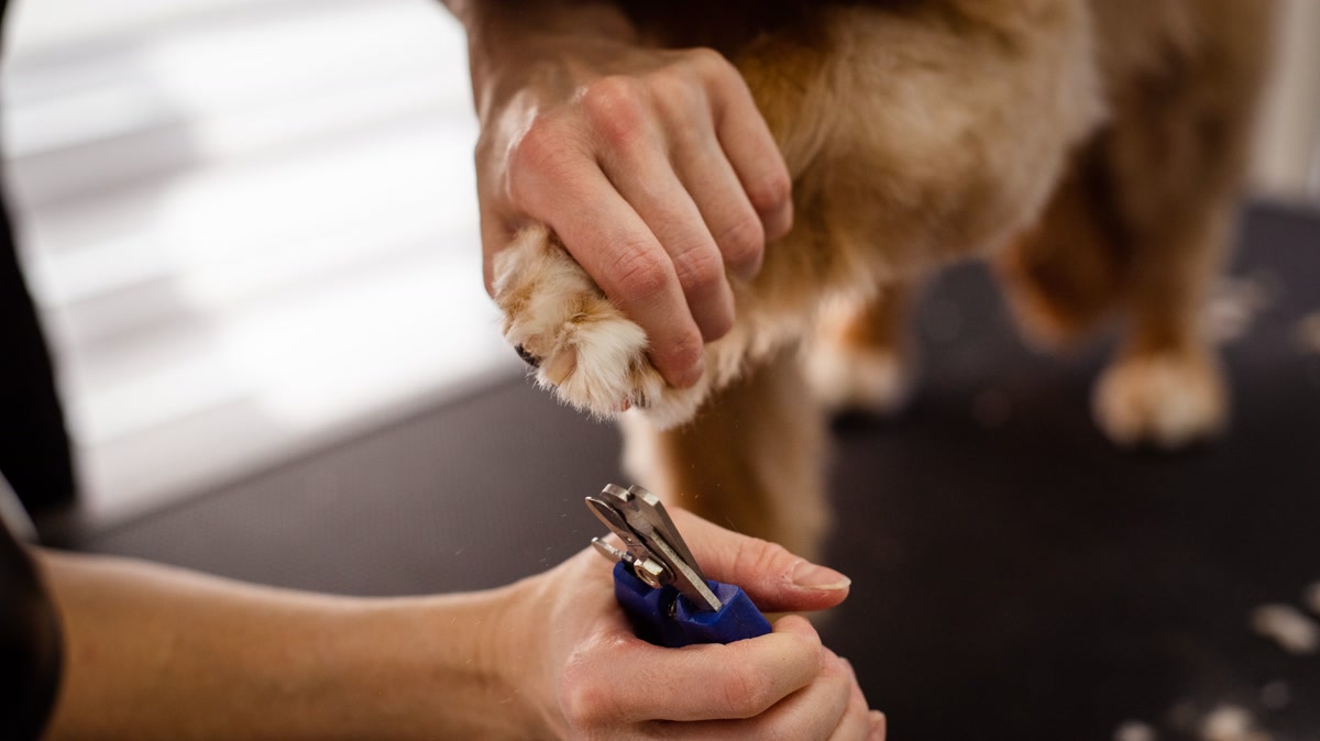 Happy dog getting treats after a successful nail trim at home