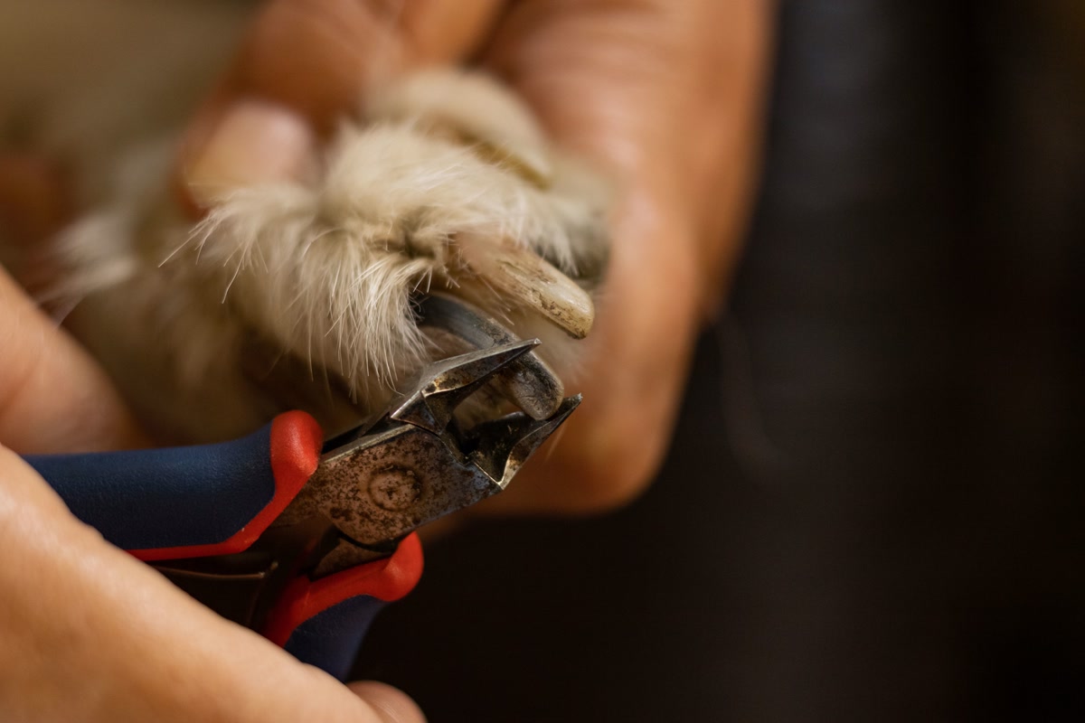 Person gently holding a dog's paw for nail trimming