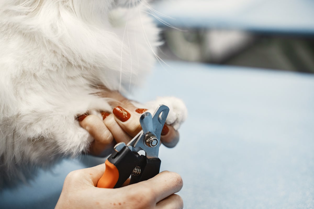 Person calmly trimming a dog's nails at home