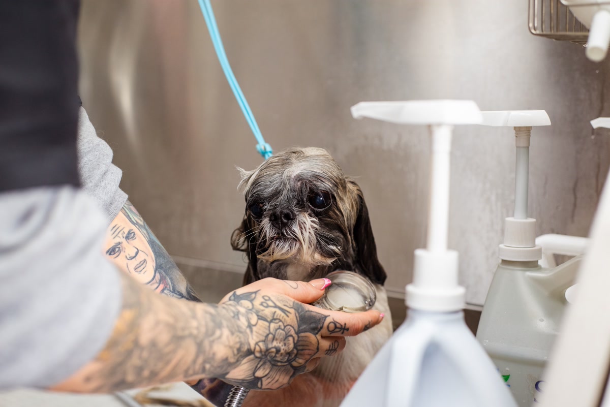 dog being bathed at home with oatmeal shampoo