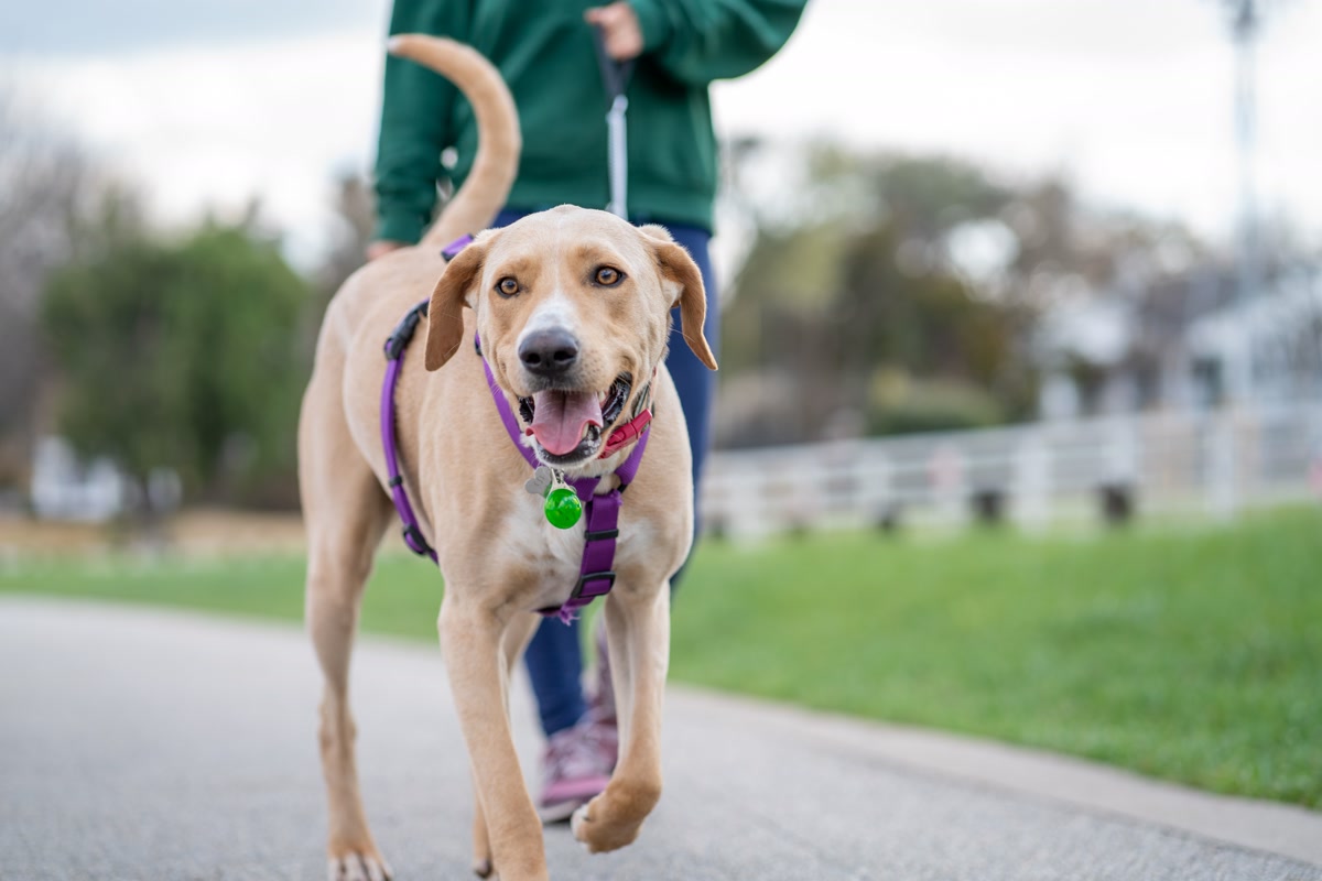Dog walking nicely on leash with harness in park