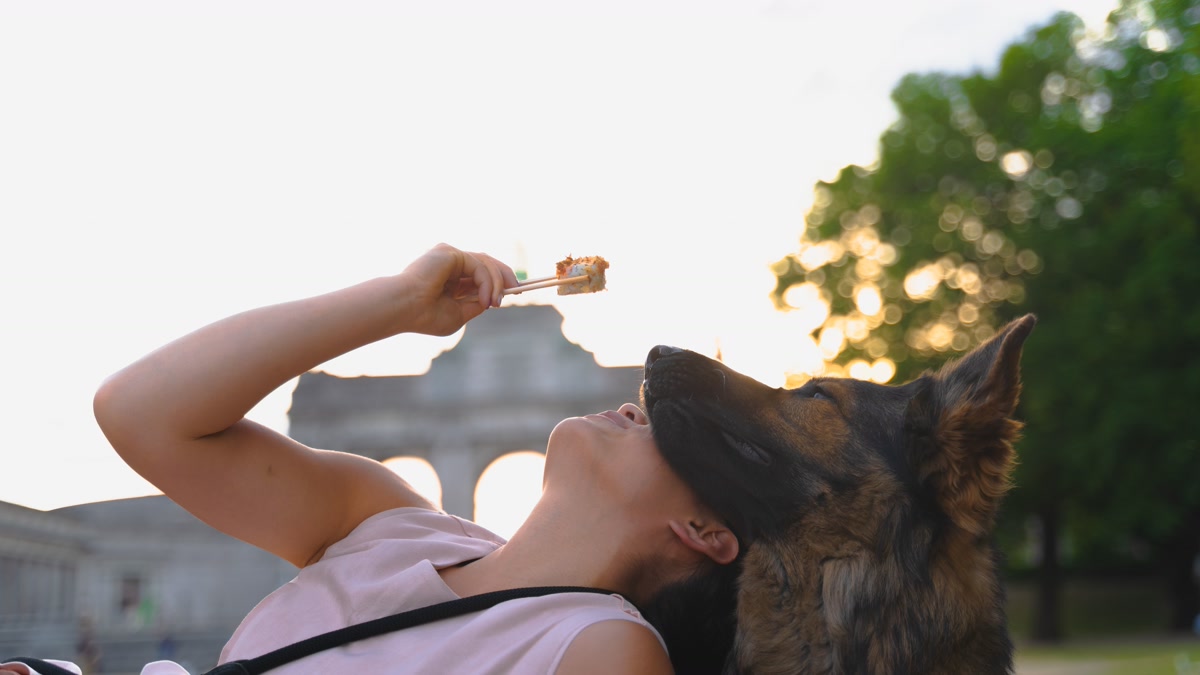 Feeding German Shepherd 02