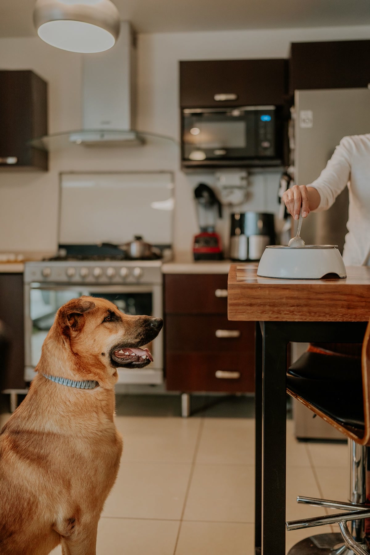tp20 feeding german shepherd 03
