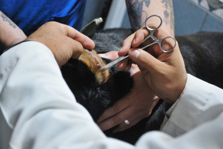 Flea and Tick Season 2026: When to Start and What to Buy