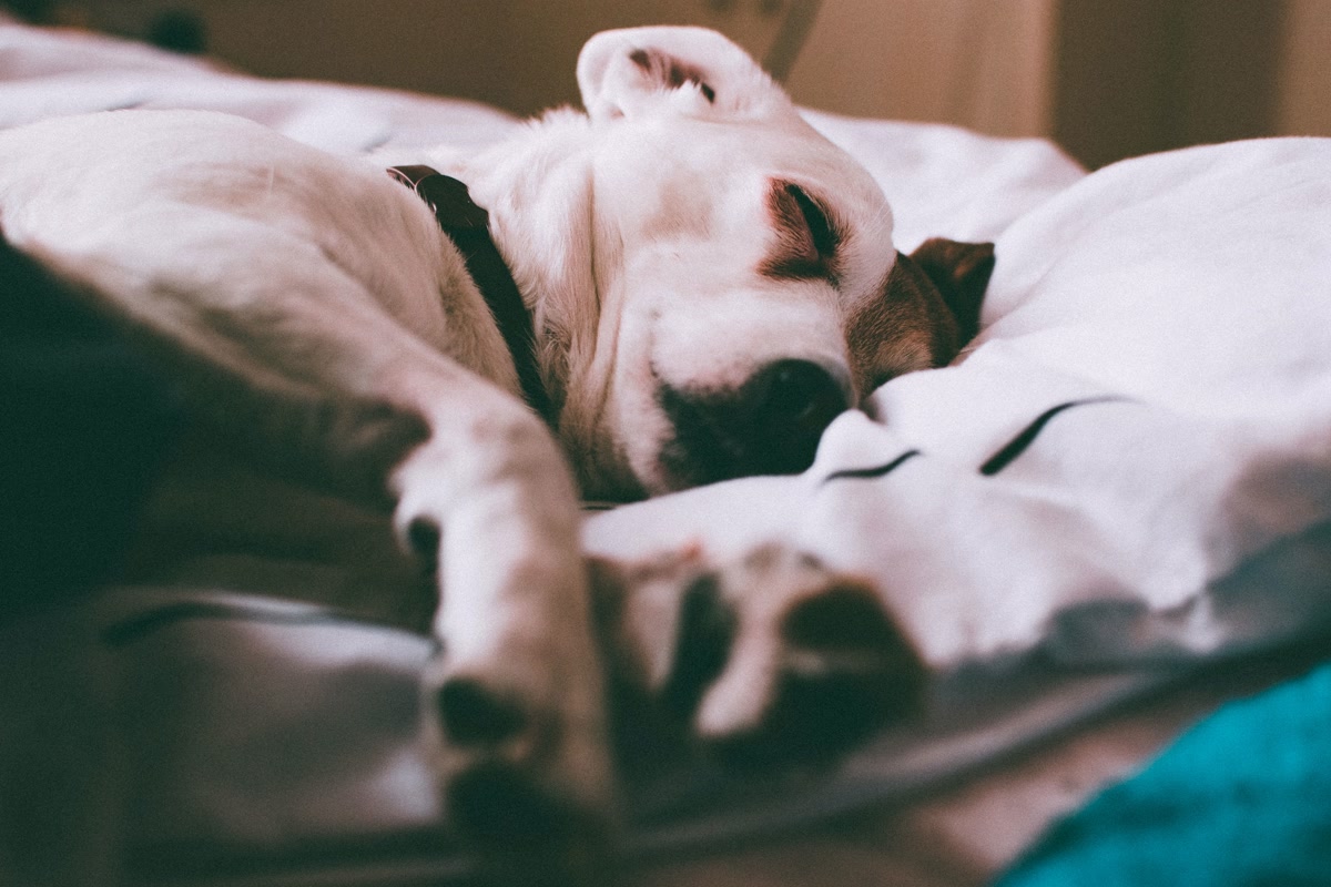 Dog sleeping comfortably on a budget orthopedic memory foam dog bed