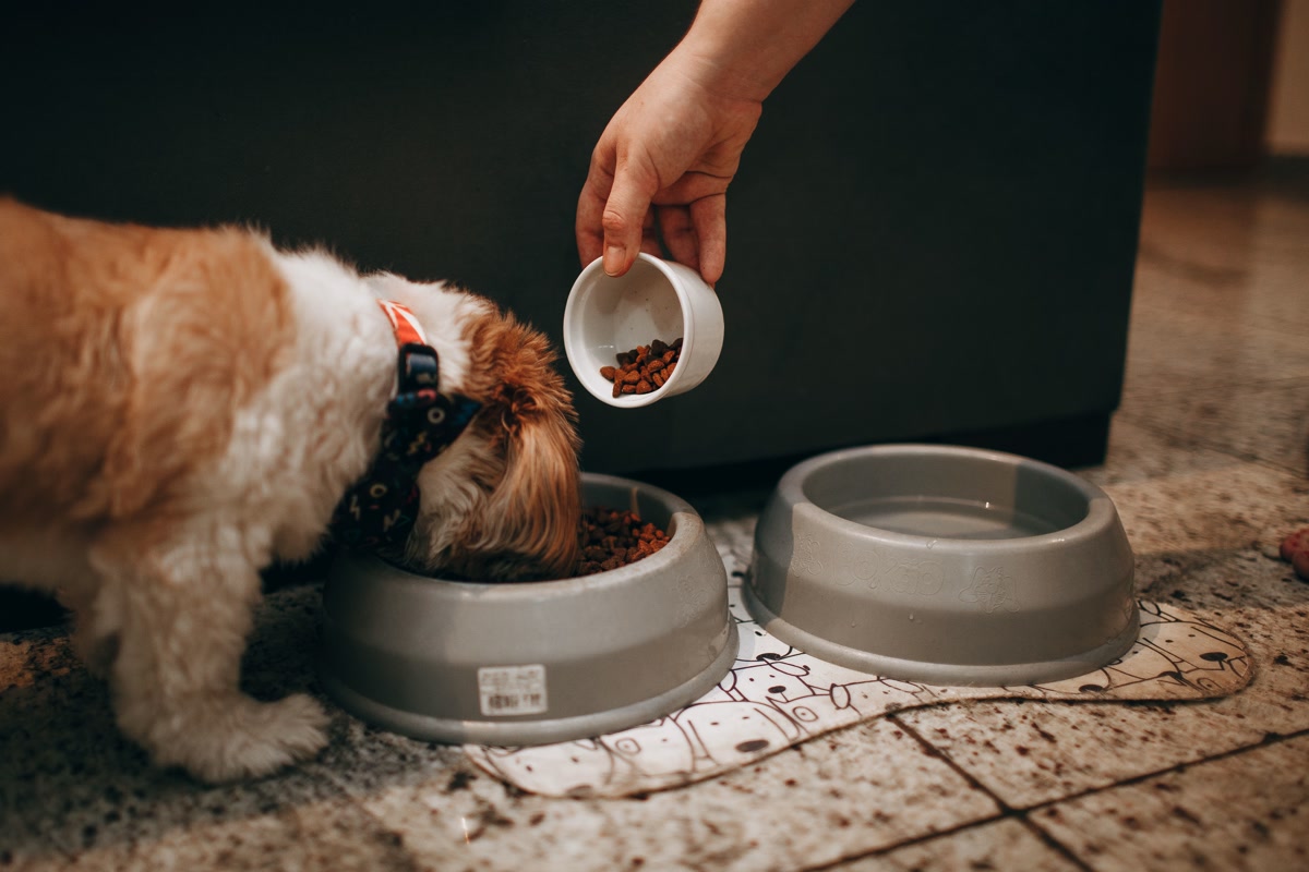 Golden retriever eating fresh kibble from stainless steel bowl