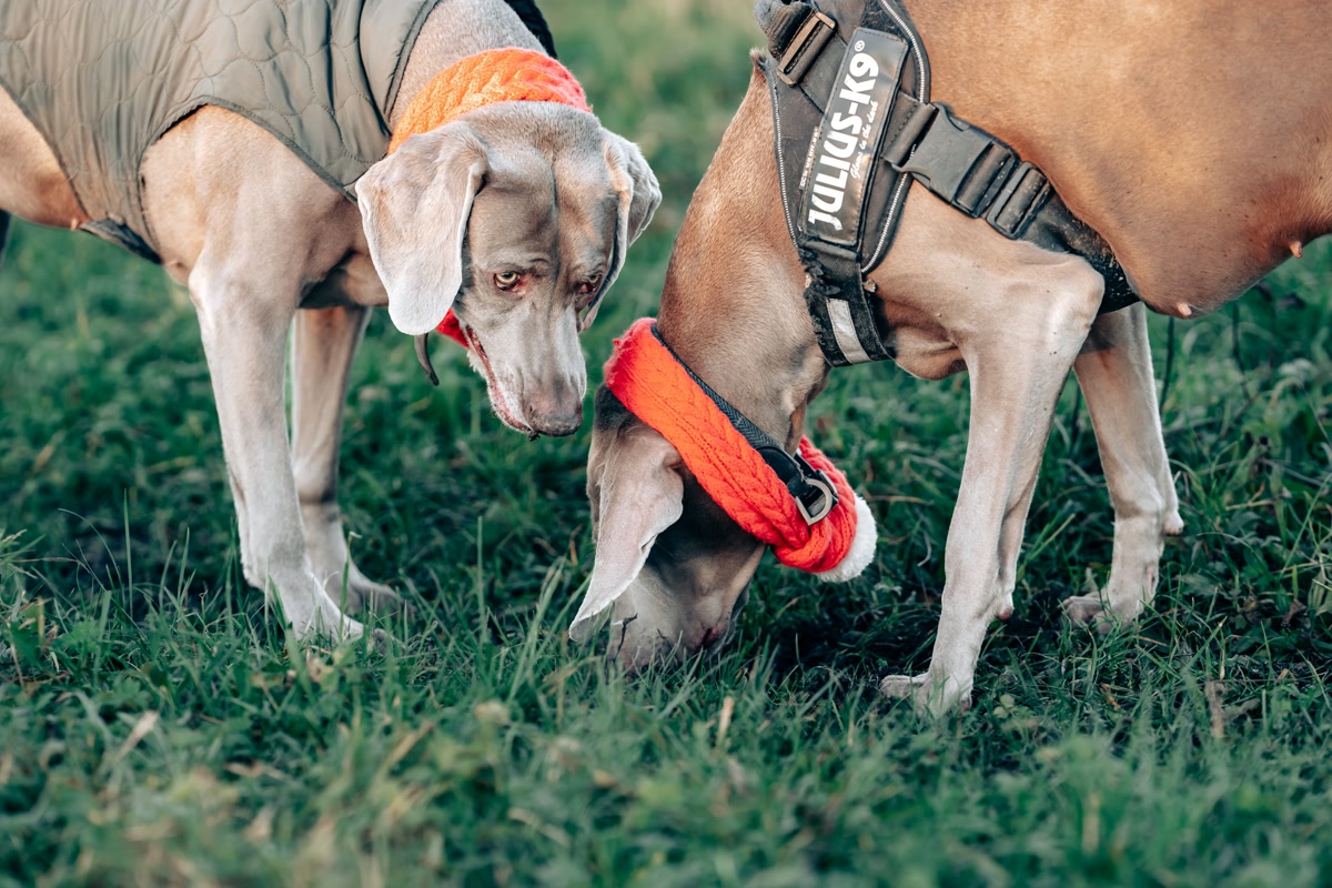 Budget dog running gear laid out on a park bench