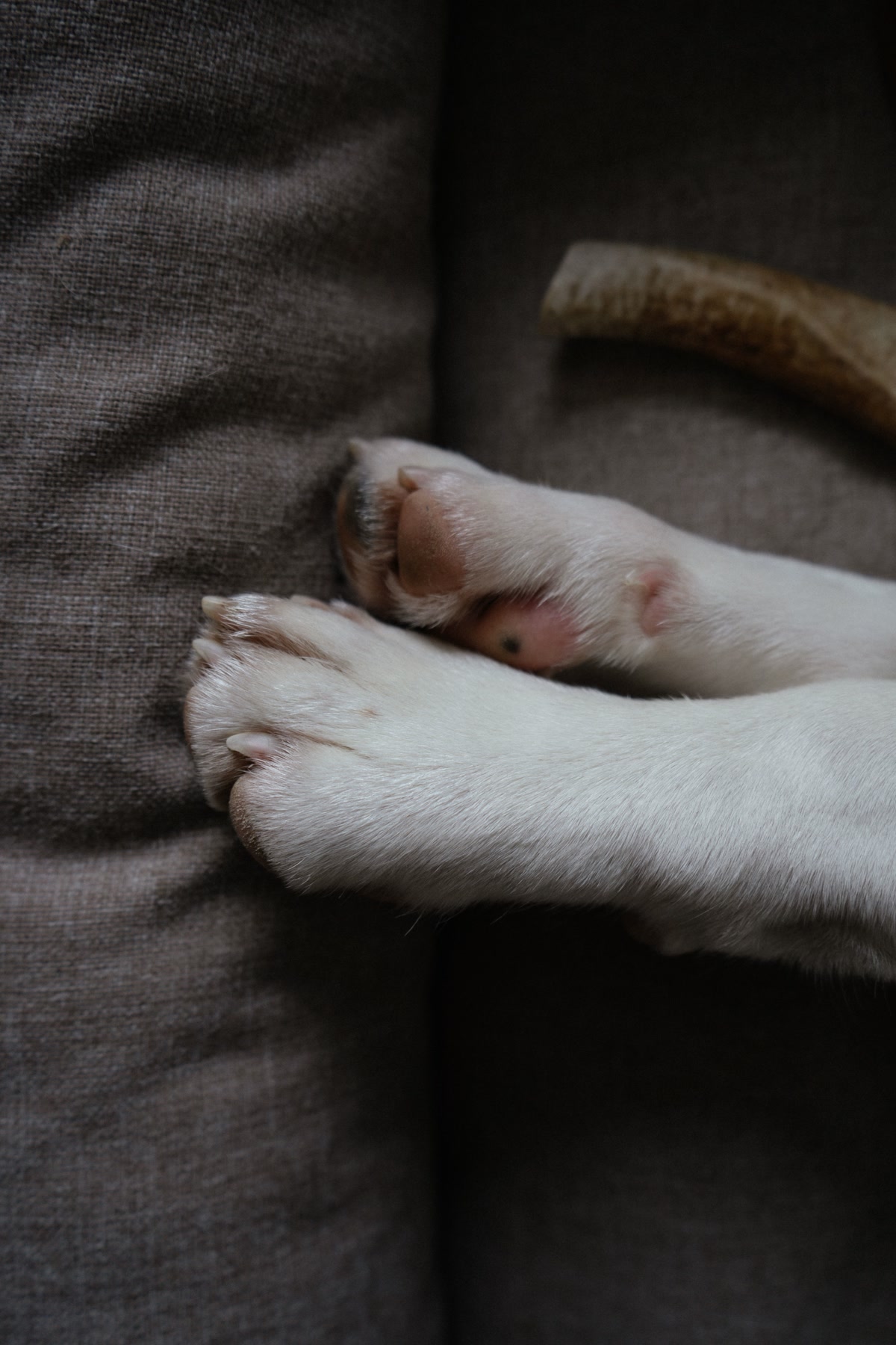Close-up of healthy dog paw pads on green grass in natural sunlight