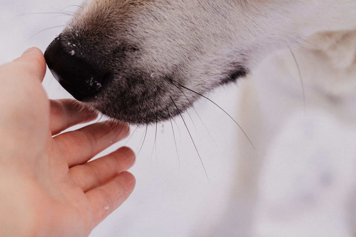 Close-up of a dog's healthy paw being held by its owner with paw balm being applied