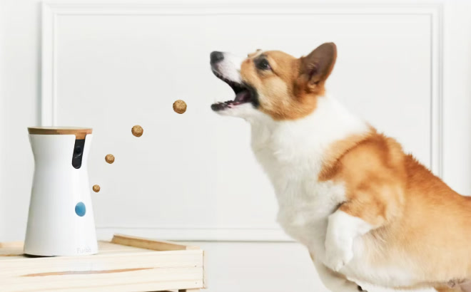 happy dog catching treat from pet camera dispenser