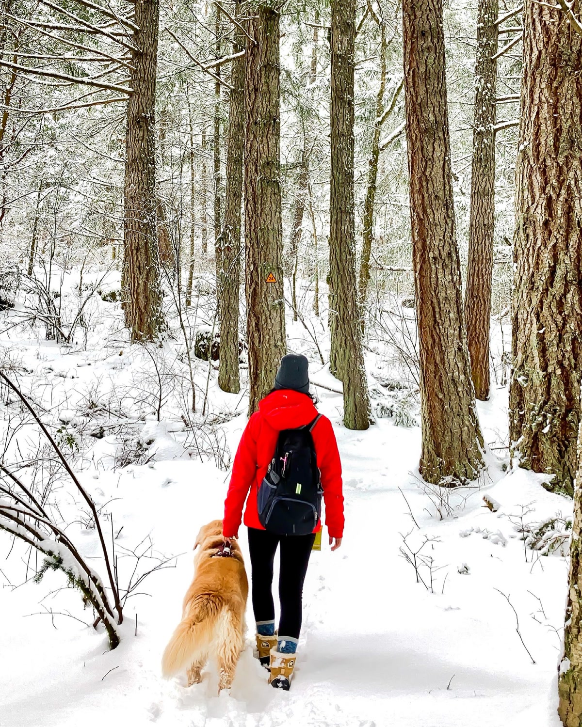Dog and owner hiking on a forest trail in summer with a dog backpack and water bottle