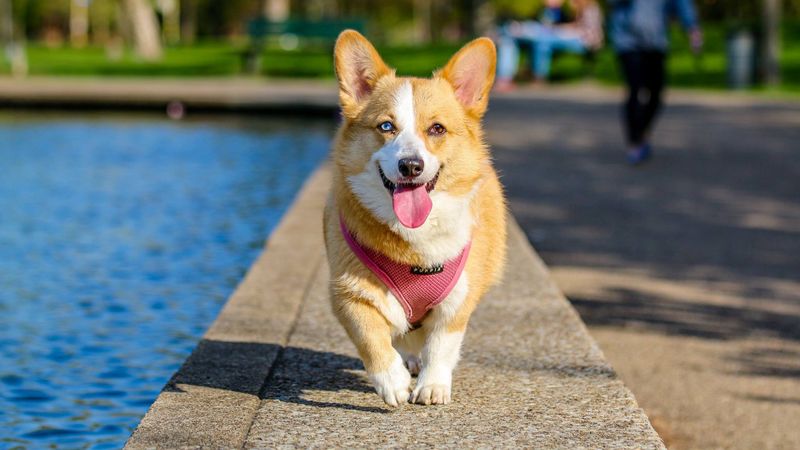 Happy dog looking up at owner