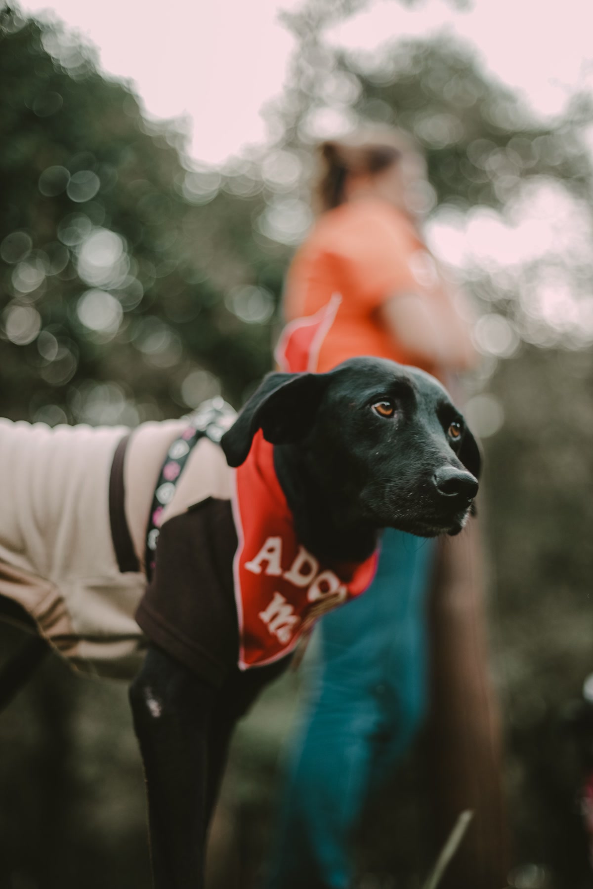 Dog wearing red adopt me bandana at shelter waiting for adoption