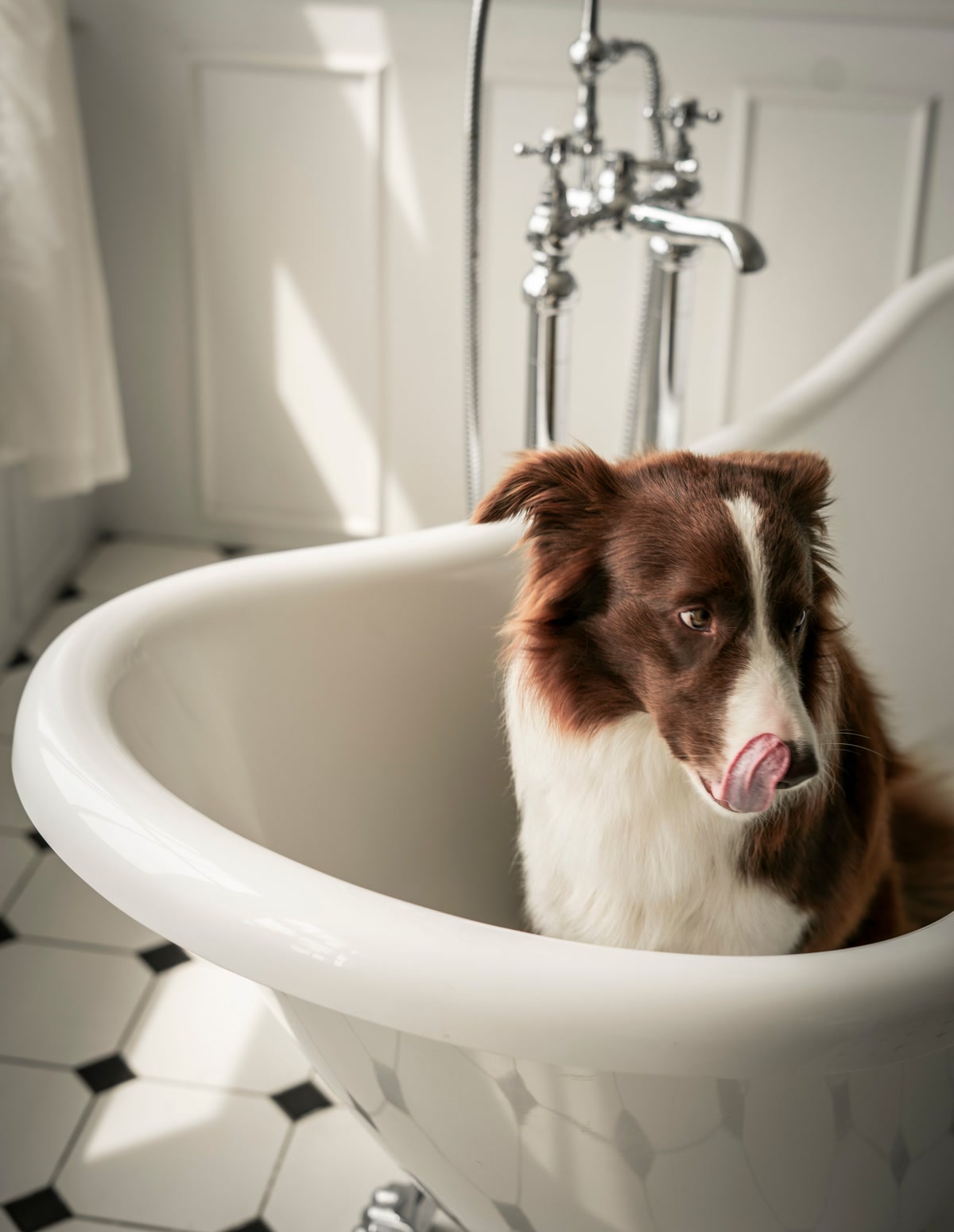 dog being bathed in bathtub at home