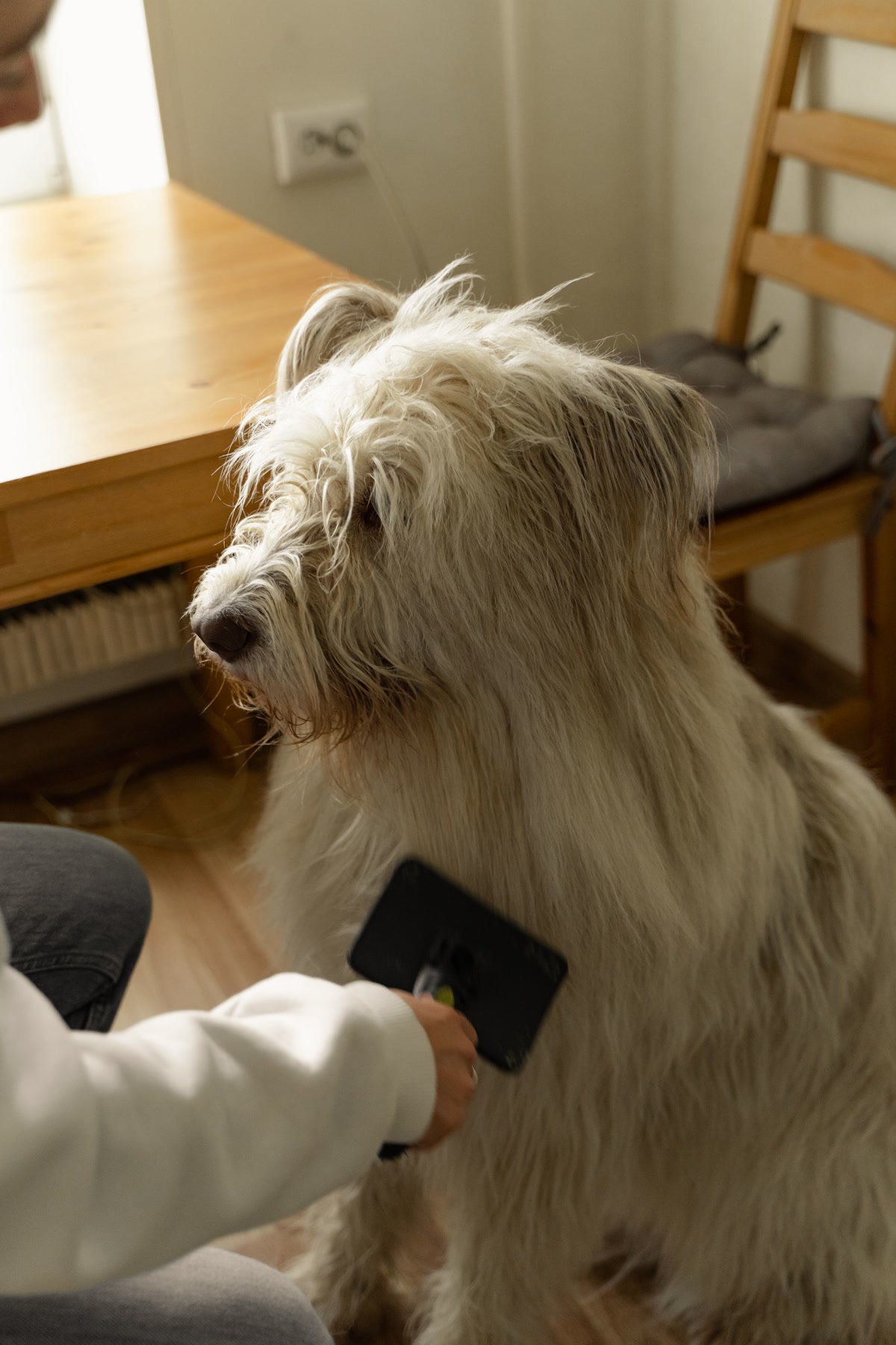 Close-up of brushing dog back fur checking for fleas and ticks