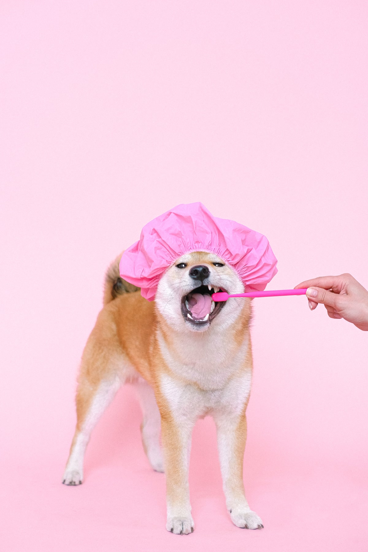 dog dental care