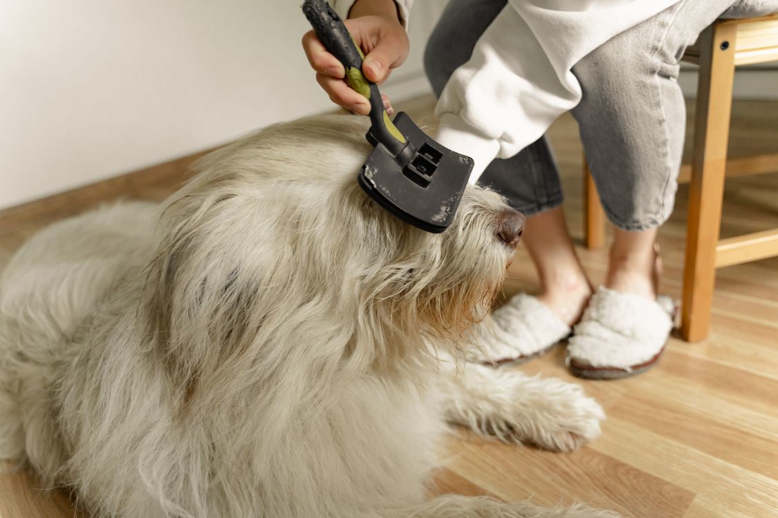 Dog being groomed in fall