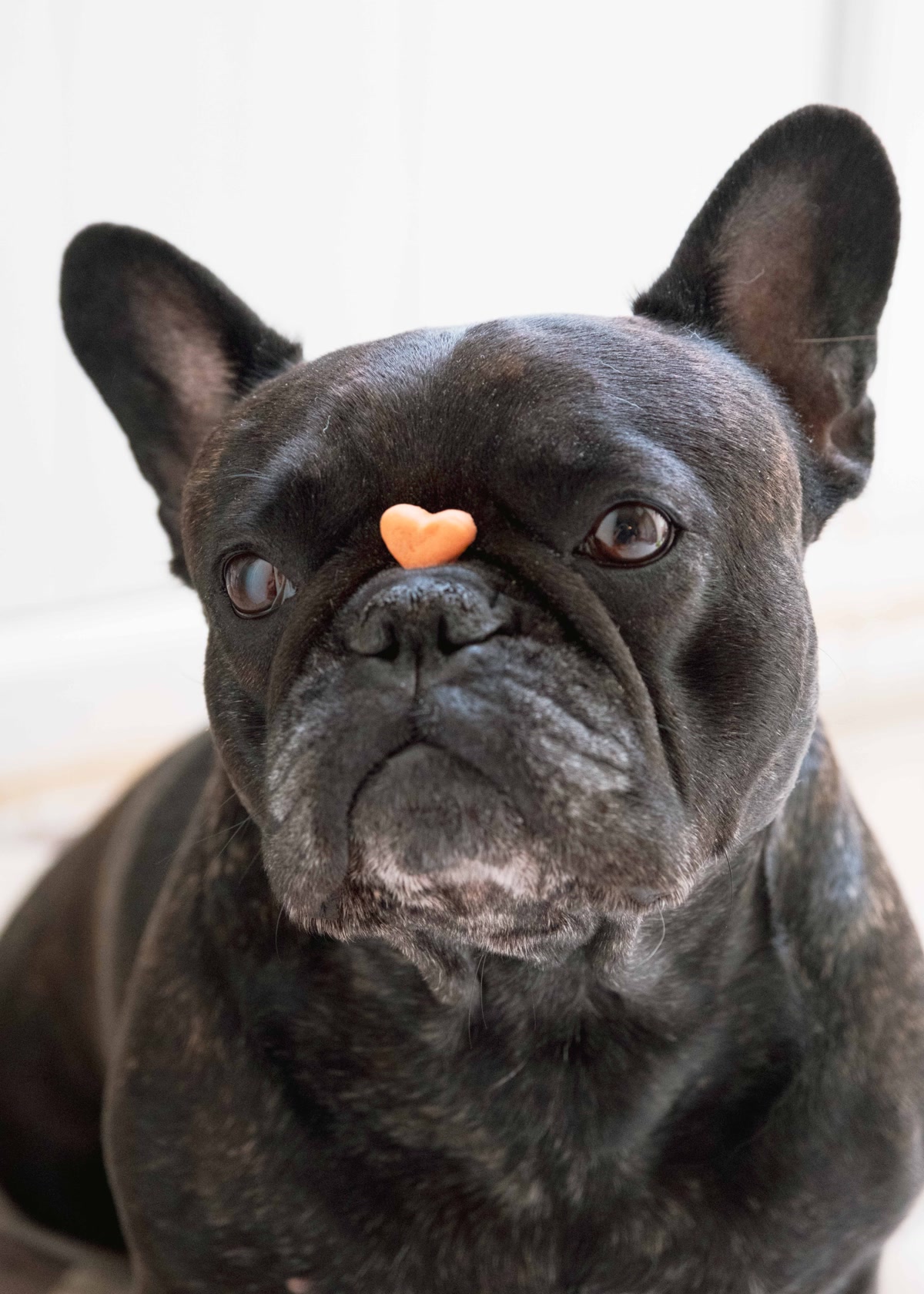 Calm well-trained dog focusing on treat for apartment obedience