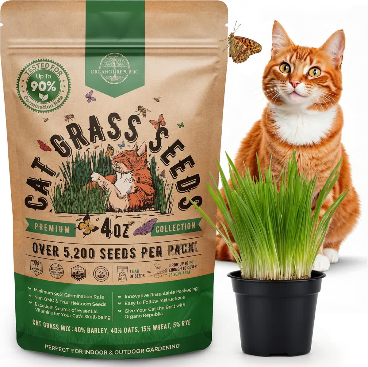 Cat grass seeds mix of barley oats wheat and rye for indoor cats to eat for digestion