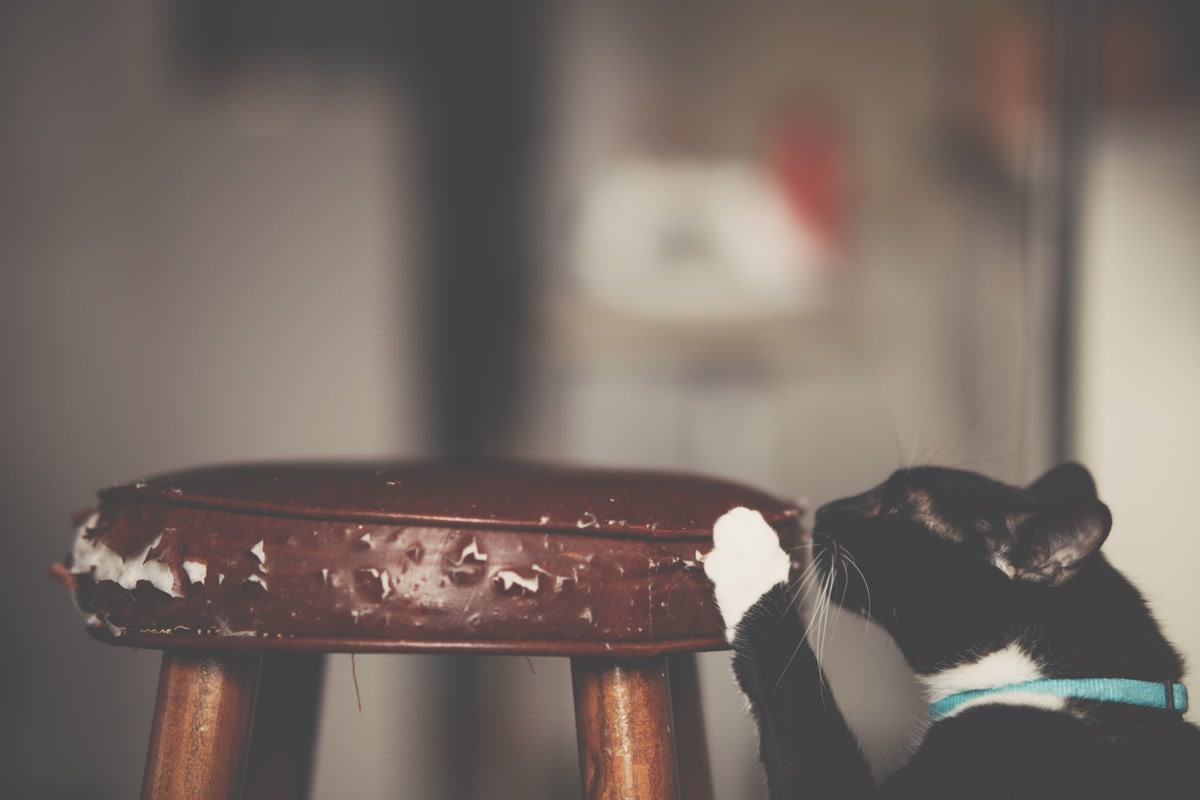 Cat demonstrating scratching behavior that posts can redirect