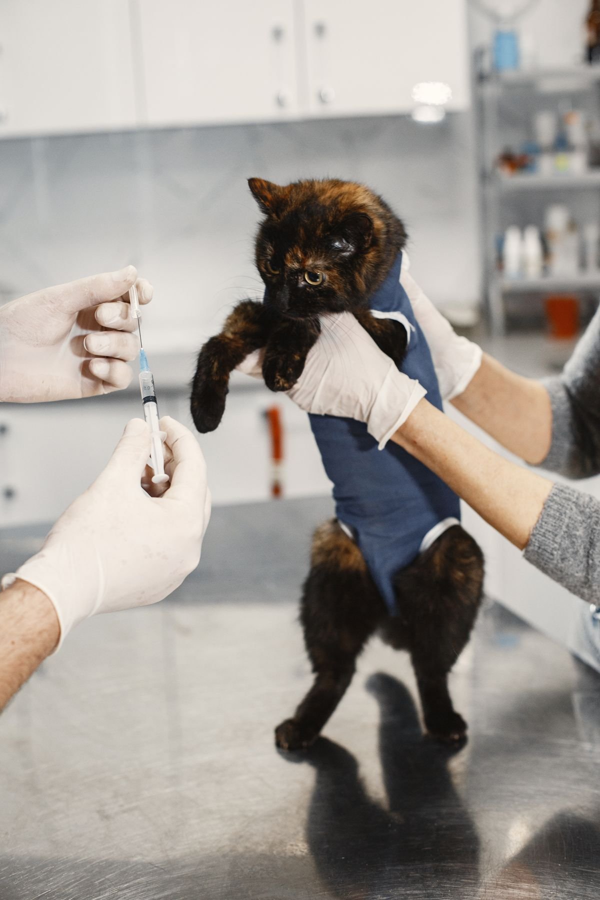 A veterinarian giving a small cat a vaccination shot while holding the cat gently