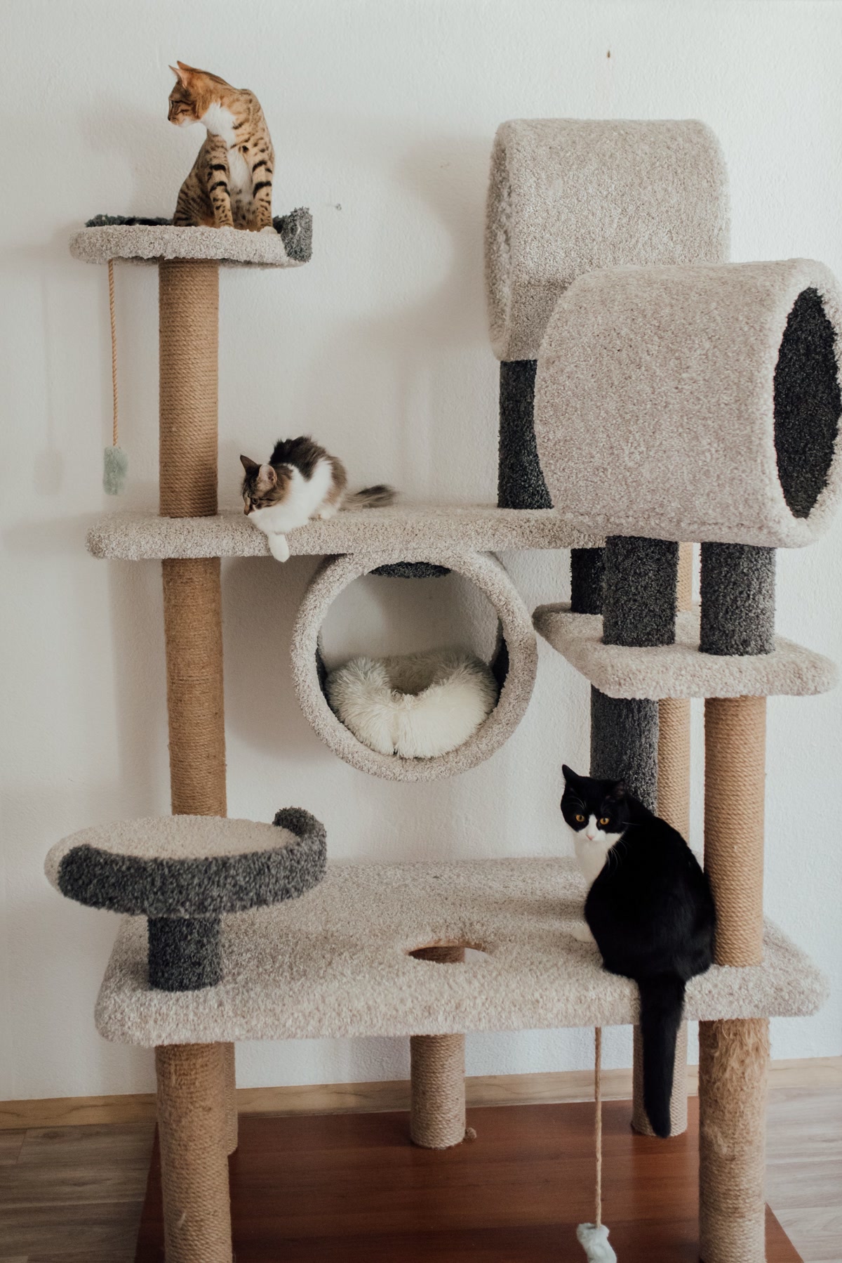cat tree hero
