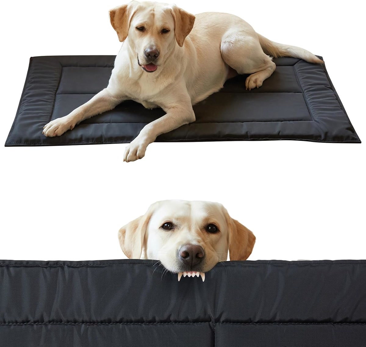 Labrador on black chew resistant durable dog bed demonstrating toughness for heavy chewers