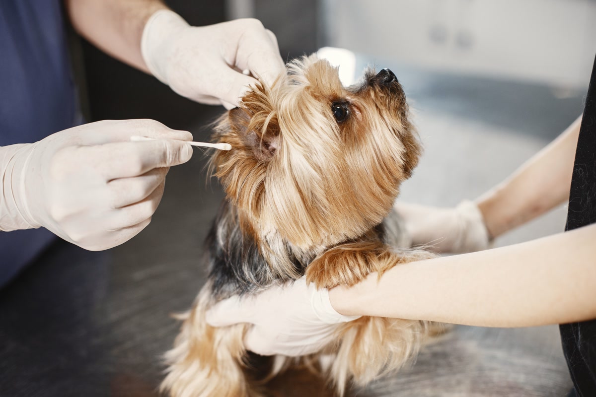 Person cleaning dog ear with cotton swab during ear care routine