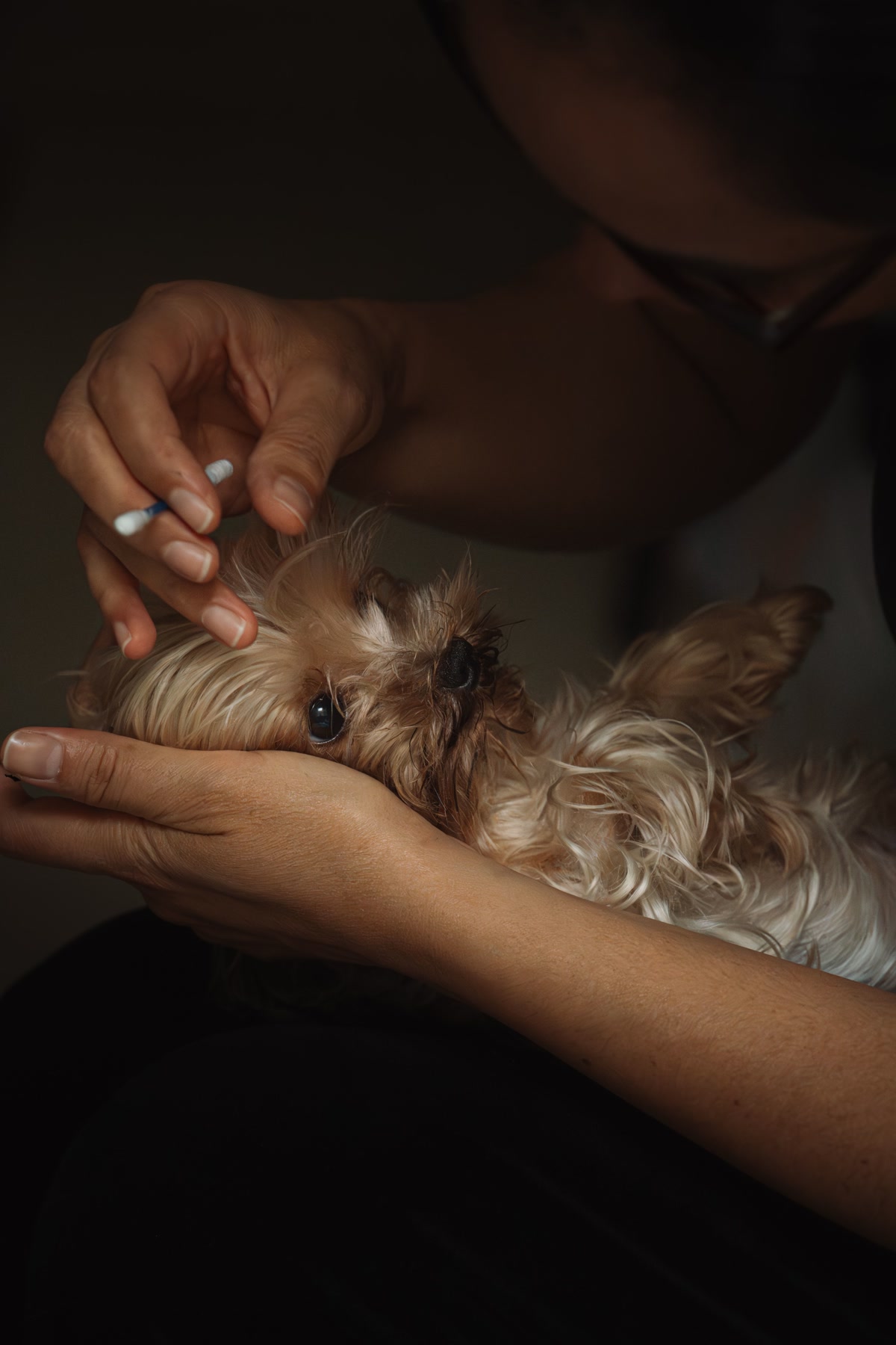 Person gently cleaning a dogs eye with cotton swab