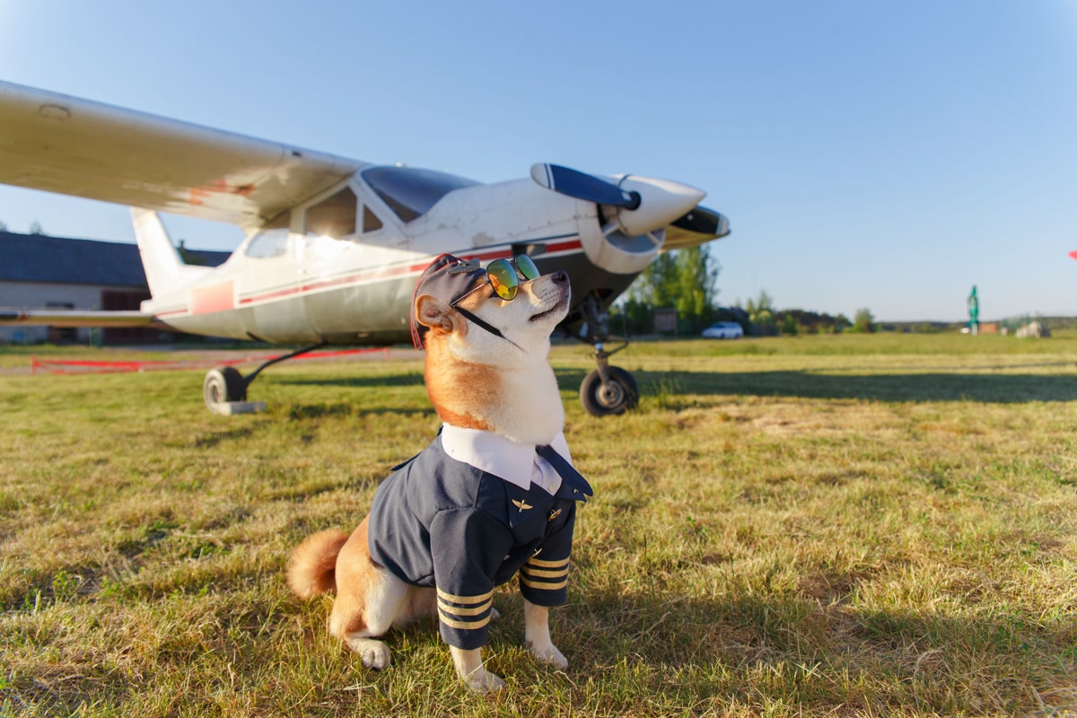 Corgi dog wearing pilot costume sitting in front of small plane for air travel theme