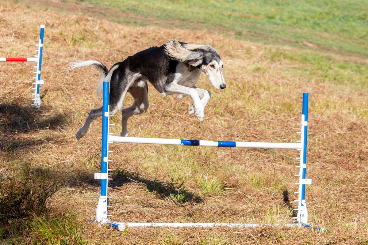 Sighthound jumping over blue and white agility hurdle in grassy field