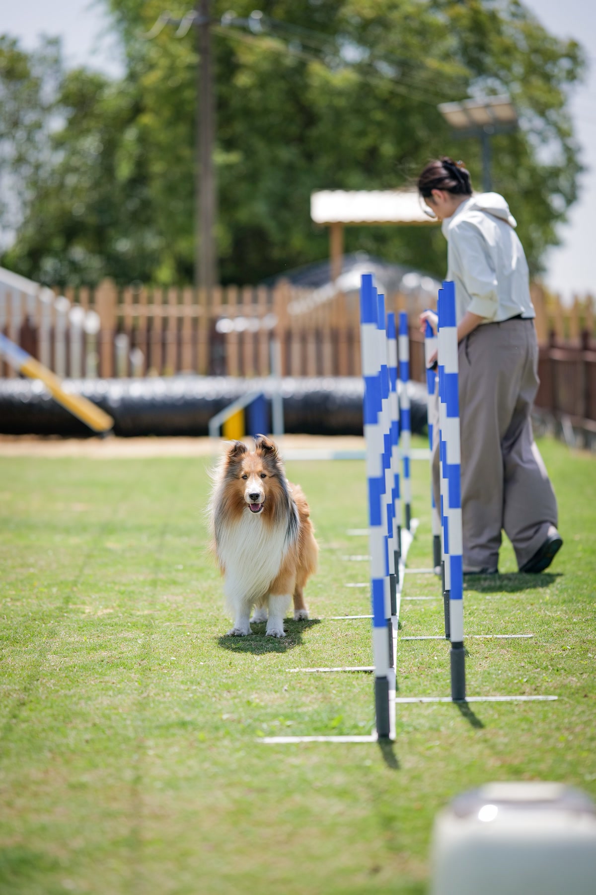 Sheltie at agility weave poles course on green lawn