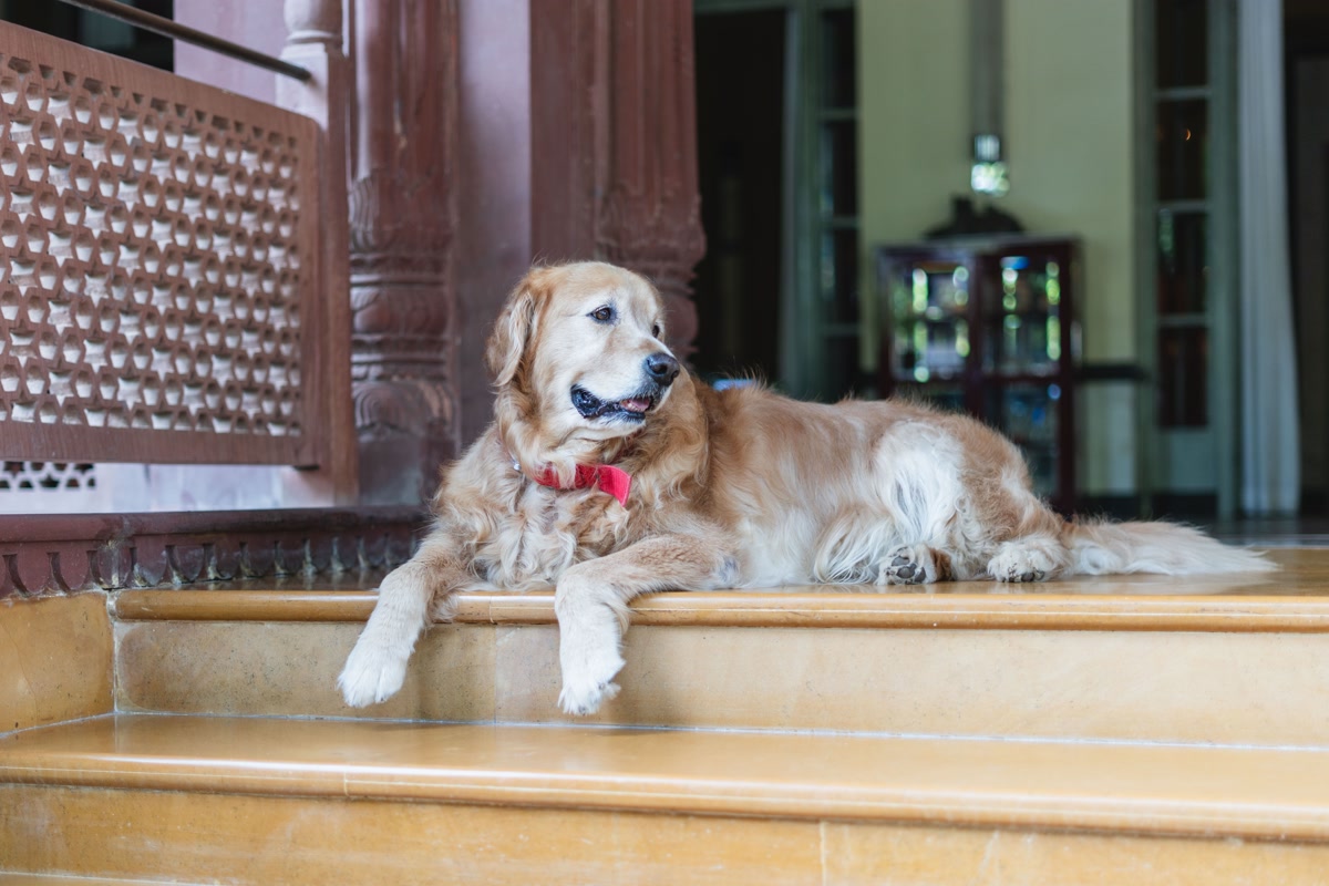 Golden retriever lying on tiled steps at hotel entrance while traveling with owner