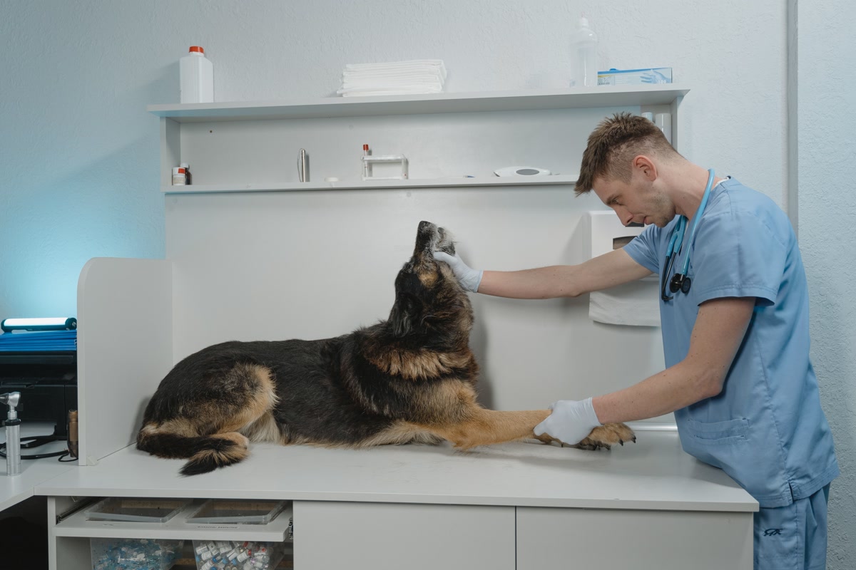 German shepherd dog being examined by veterinarian on table showing vet costs