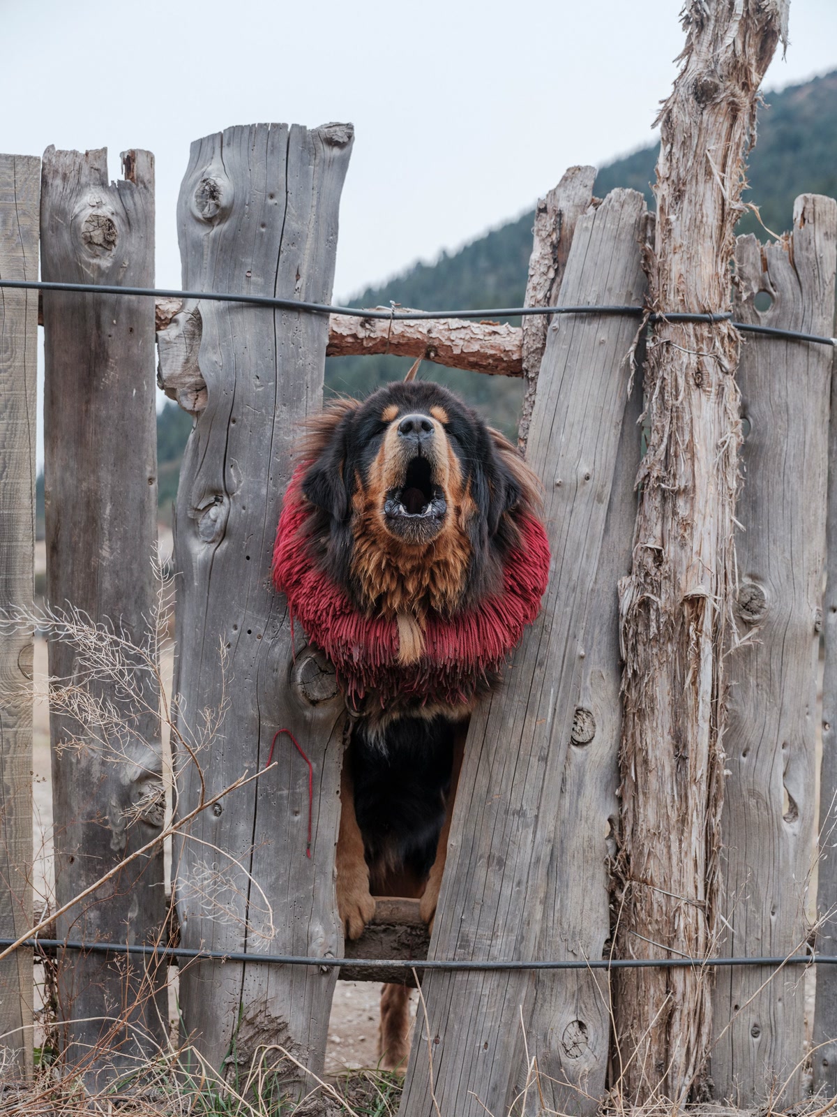 Dog barking showing noise behavior that needs management in apartments