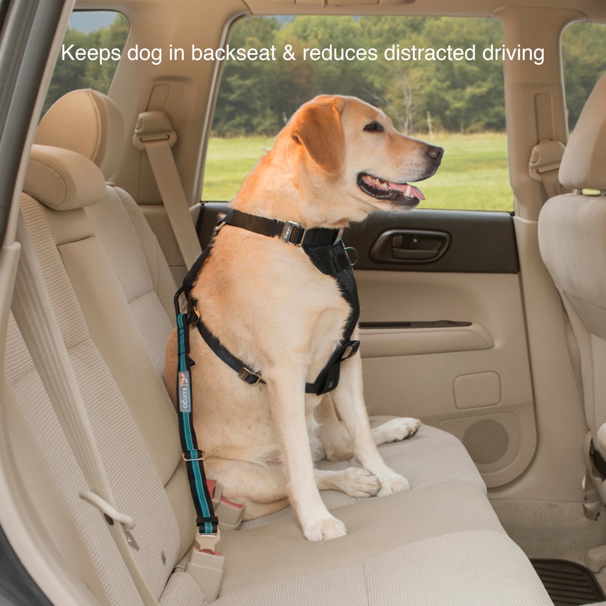 Yellow labrador in back seat attached to seatbelt with tether clip for safe car travel