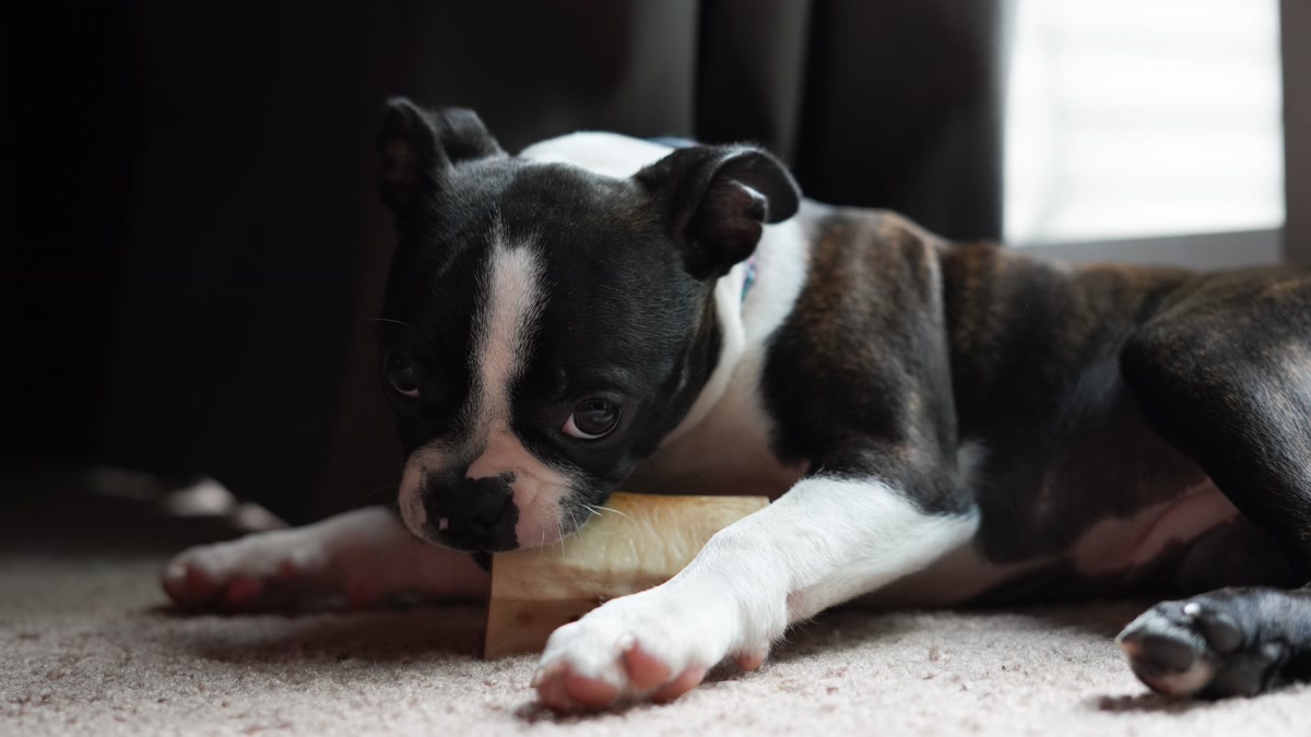 Boston terrier chewing on bone toy indoors on carpet
