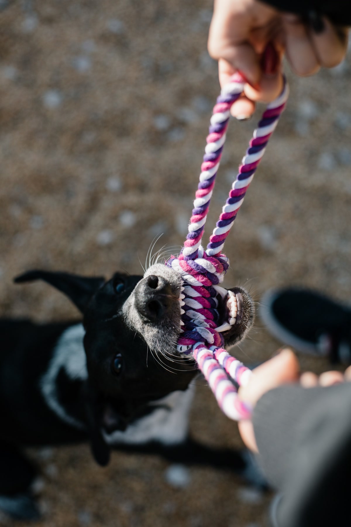 Black dog playing tug of war with colorful rope toy held by person for chewing play