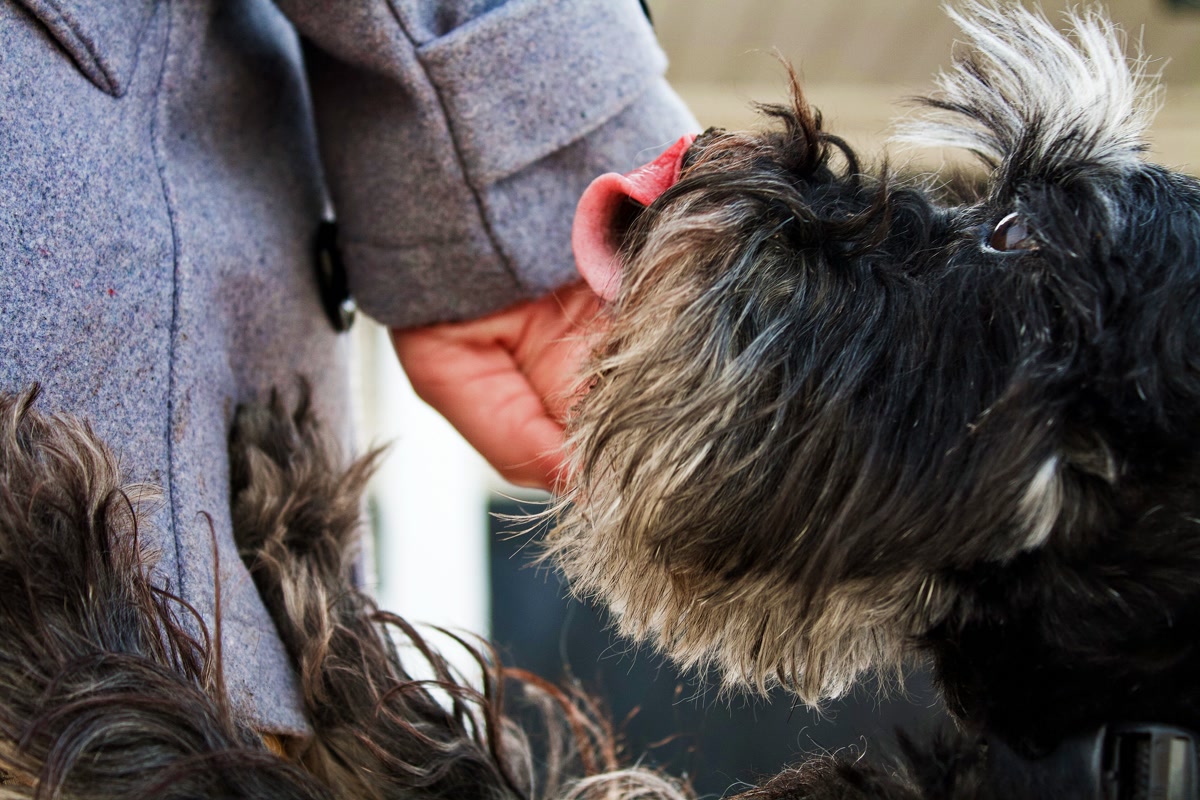 Dog training with clicker in outdoor park setting for positive reinforcement