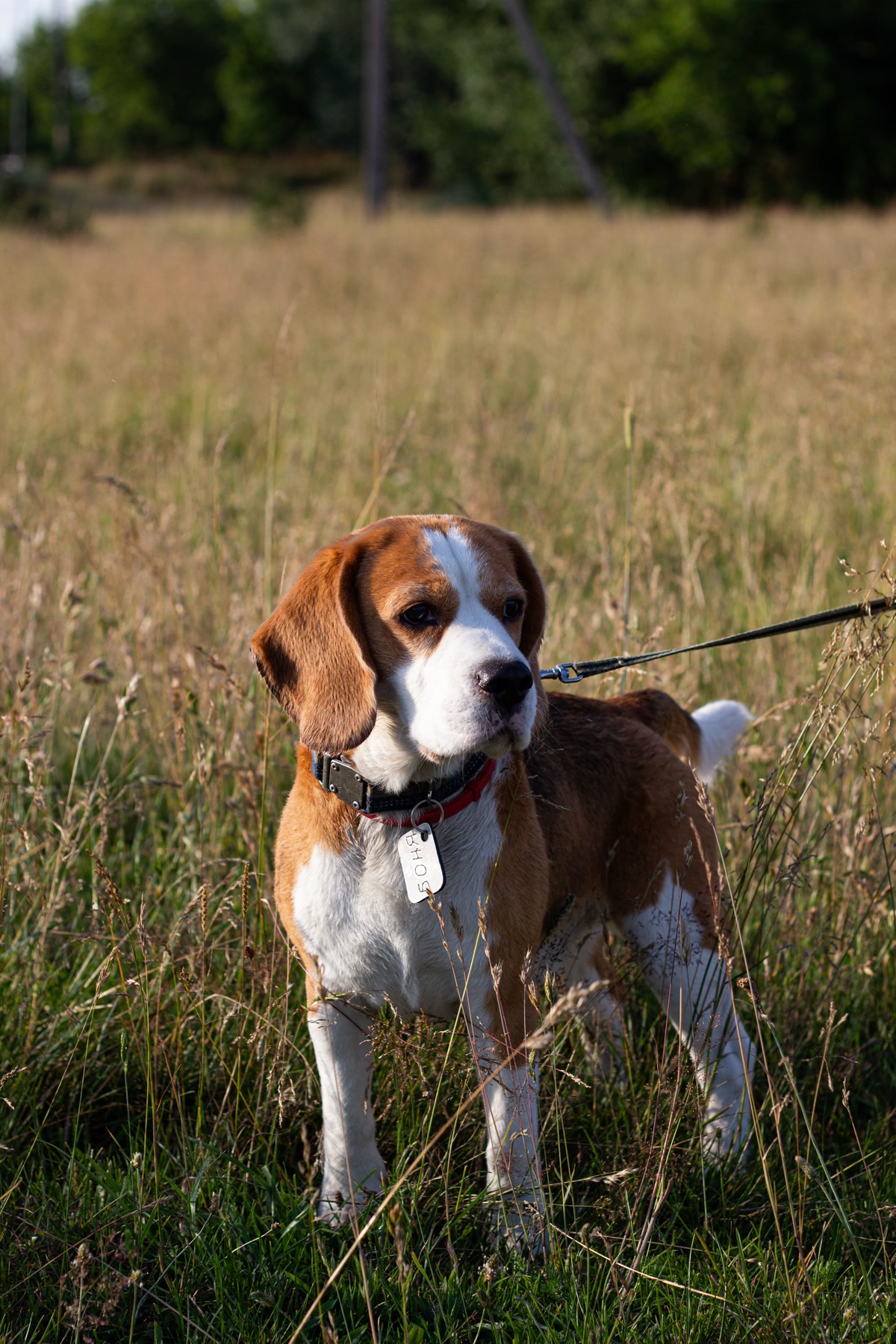 Dog wearing collar with visible ID tag as identification backup
