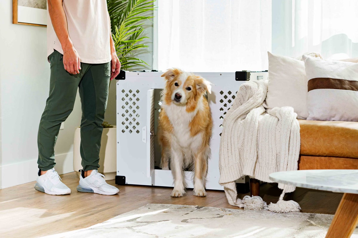 Dog crate set up in living room for training