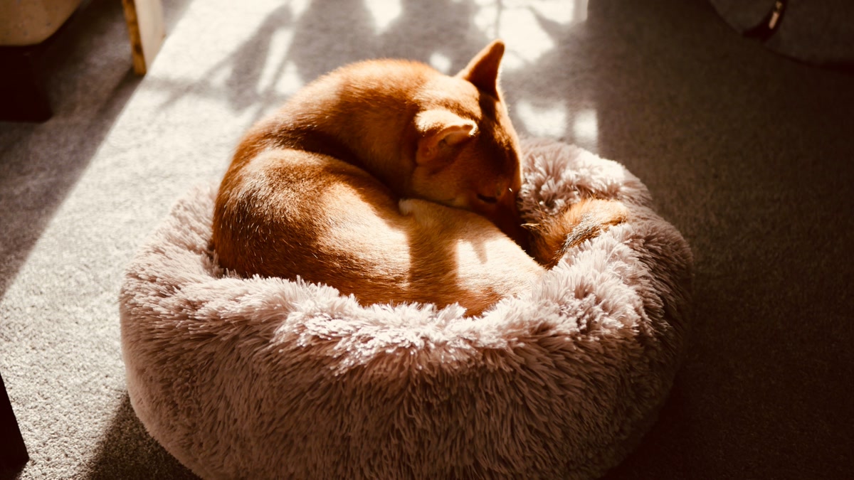 Shiba inu curled up asleep in fluffy round grey pet bed in sunbeam