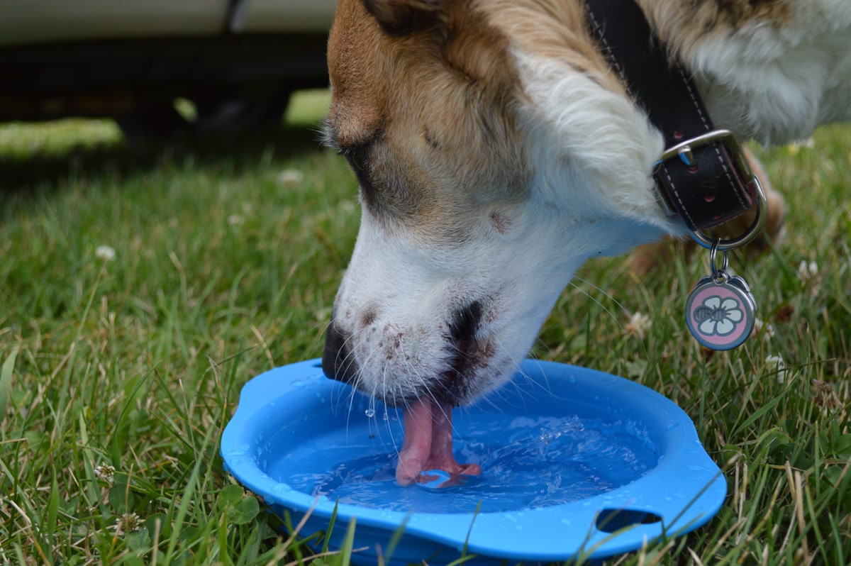 Brown and white dog drinking water from blue collapsible bowl on grass for hydration