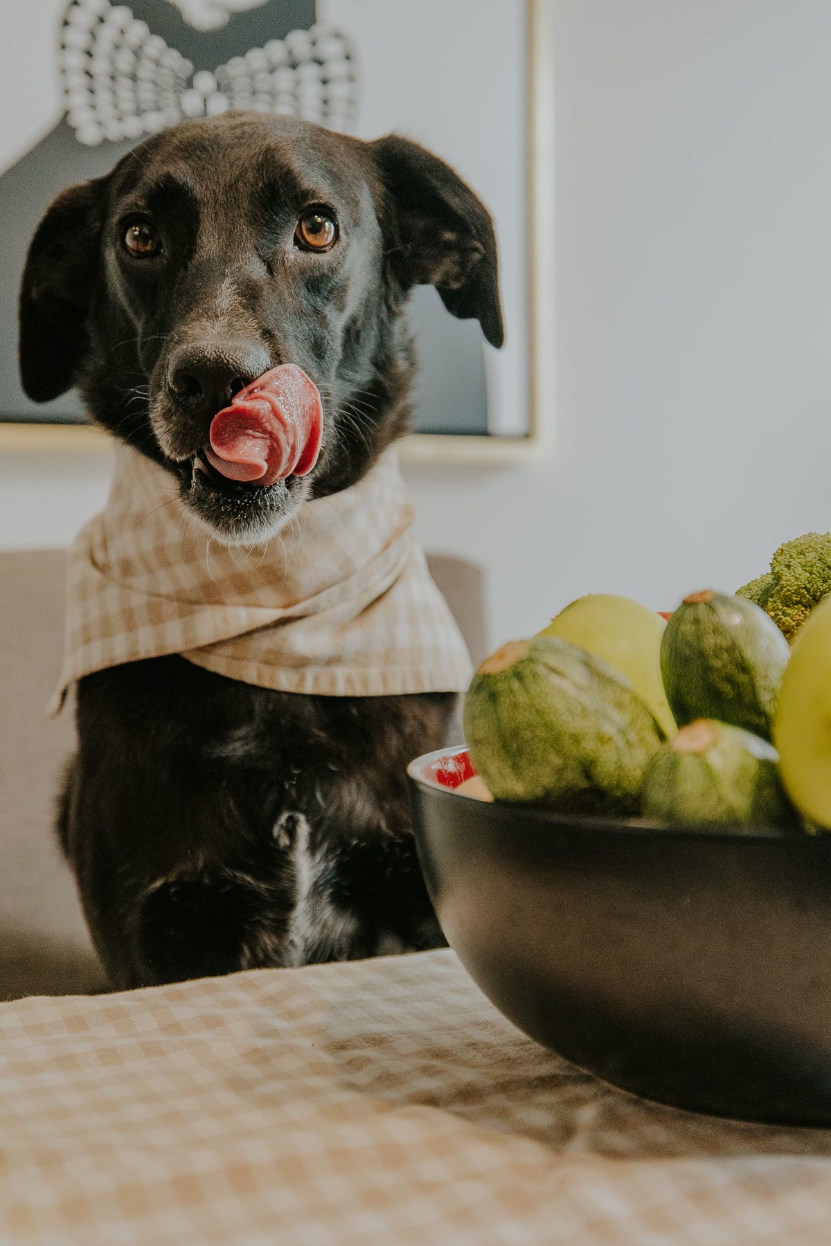 Dog eating healthy food from bowl with vegetables for prevention